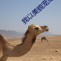 我以美貌(貌)宠冠六宫