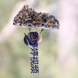 色婷婷视频