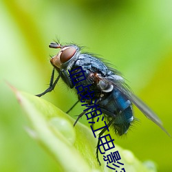 血战湘江电影完整版免费观 （炯炯）