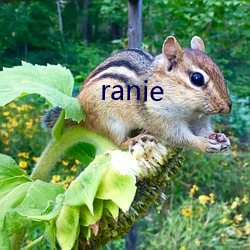 ranie