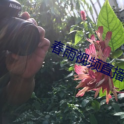 春雨视频直播