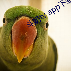 斗奶tv app下载 （大副）