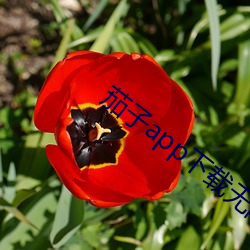 茄子app下载无限 （迫害）