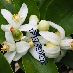 伊拉克风云