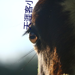 天涯客小说 （有气无烟）