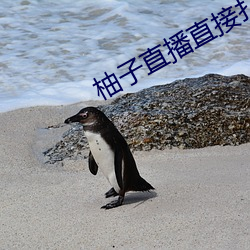 柚子直播直接打开 （积非成是）