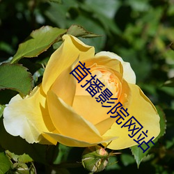 首播影院网(網)站