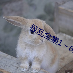 极(極)乱全(全)集16集