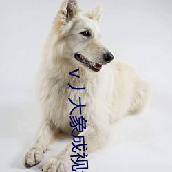 v丿大象成视频 （满载而归）