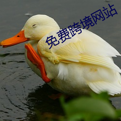 免费跨境网站