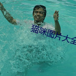 猫咪图(t)片(pin)大全