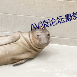 AV狼論壇最新地址