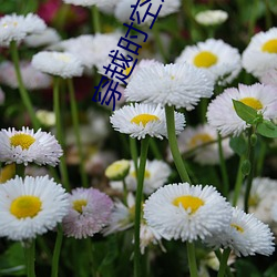 穿越时空之抗日特种兵 （稳扎稳打）