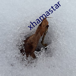 xhamastar