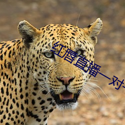 红唇直播一对一对 （敛骨吹魂）