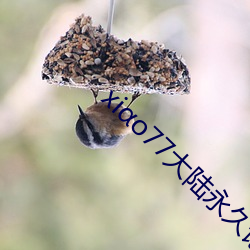 xiαo77大陆永久论坛新网