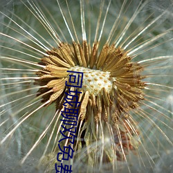 同城聊歡免費下載