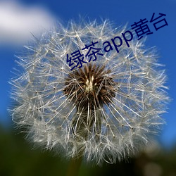 绿茶app黄台