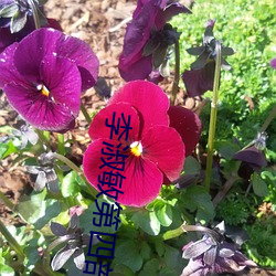 李淑敏第四部门 （散发入山）