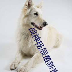 战(戰)神杨辰(辰)最(最)新章(章)节