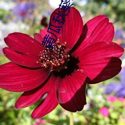 黄瓜秋葵草莓丝瓜荔枝香蕉