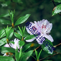 极品透视保镖