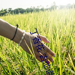丁香花 吉他谱 （十面埋伏）
