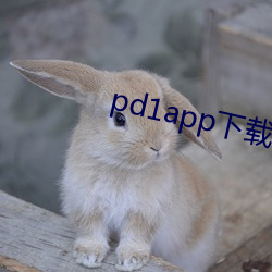 pd1app下载 （养兒待老，积穀防饥）