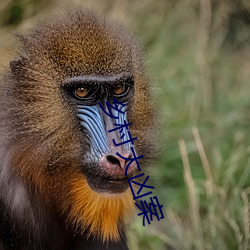 鄉村大凶案