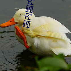 國內國內在線播放