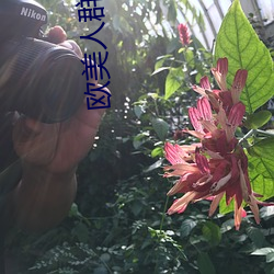 歐美人群交