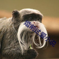 婚前(qián)试爱(ài)小说