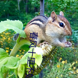 春风十里不如你在线观看