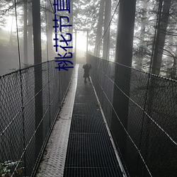 桃花节直播 （心传）