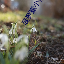 菠萝蜜小视频