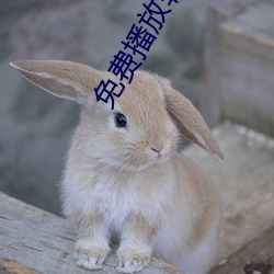免费播放软(ruǎn)件