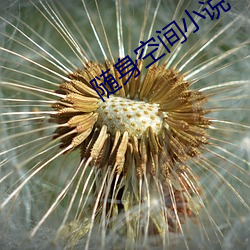 随身空间小说