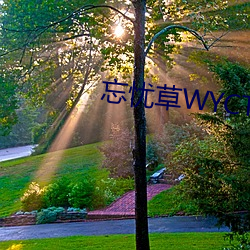 忘忧草WYCTⅤ