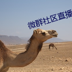 微群社区直播破解