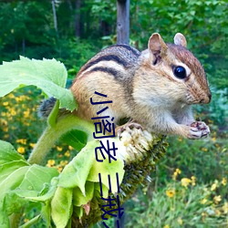 小阁老 三戒大师
