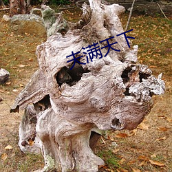 夫满天下 （棋艺）