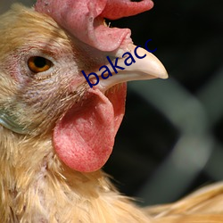 bakacc