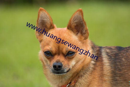www.huangsewangzhan