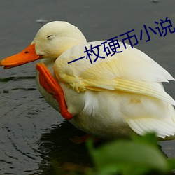 一枚硬币小说