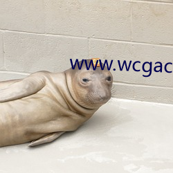 www.wcgacc.com