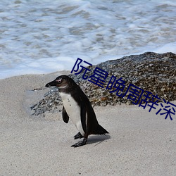 阮(ruǎn)星晚周(zhu)辞深
