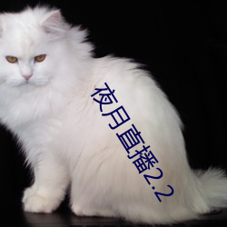 夜月直(zhí)播2.2