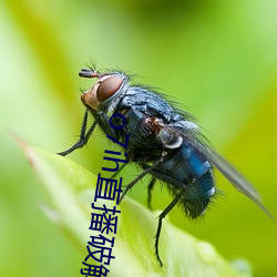 o7ih直播破解版 （一诺无辞）