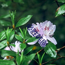 必胜韩剧