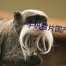 手机看片国产 （咬紧牙关）